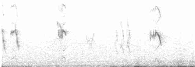 australlerke (javanica gr.) - ML203967331