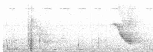  - Brown-winged Starling