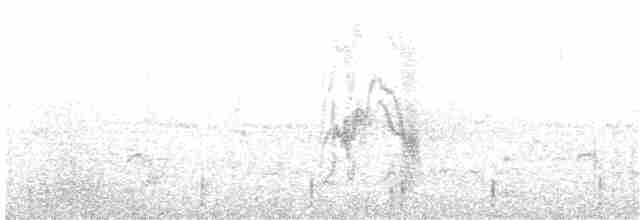 Белобрюхий воронец - ML203969211