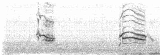 Magellandrossel (falcklandii) - ML203969931