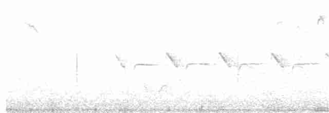 Mésange noire (groupe ater) - ML203970741