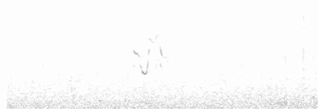 White Wagtail (Transbaikalian) - ML203970981