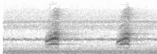 Синегорлый широкорот - ML203972561
