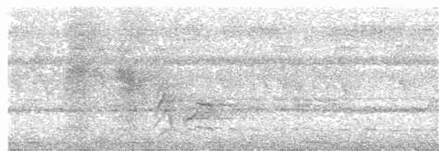Kadife Sırtlı Drongo (atactus) - ML203972631