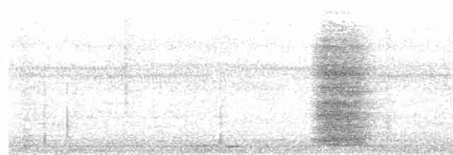  - Crested Satinbird (Red)