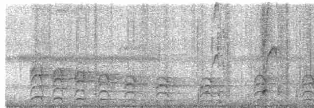 Яструб плямистохвостий - ML203975001