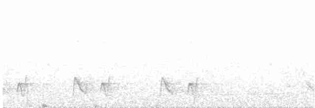White-eared Honeyeater - ML203975661
