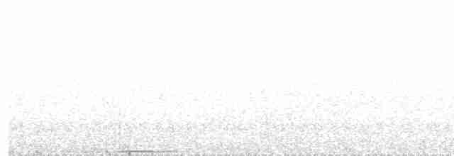 holub běloprsý - ML203975901