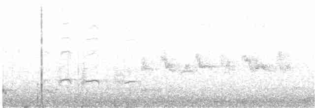 Sürmeli Kervançulluğu (variegatus/rogachevae) - ML203977721