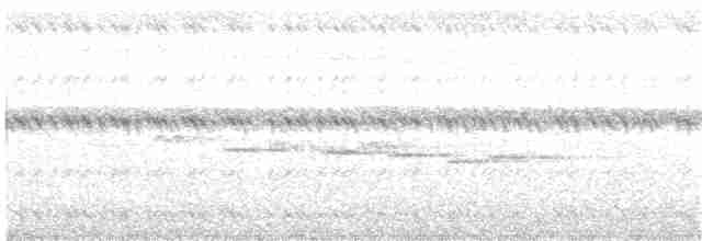 Віялохвістка північна (підвид isura) - ML203978151