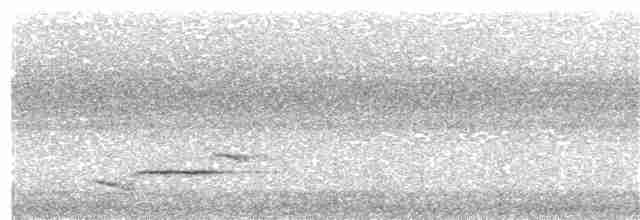 Монарх соломонський (підвид ugiensis) - ML203981421