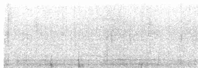 Дивоптах-шилодзьоб чорний - ML203981521