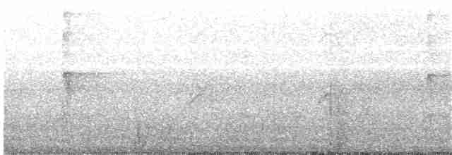 strakapoud velký [skupina major] - ML203982471