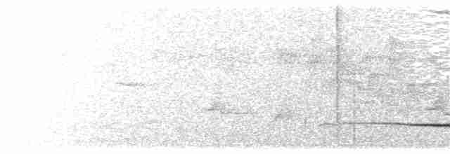 Ванга гачкодзьоба (підвид curvirostris) - ML203983441