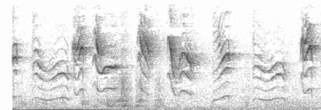  - Blue-capped Ifrita