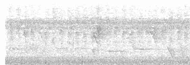  - Streaked Fantail (Vanuatu)