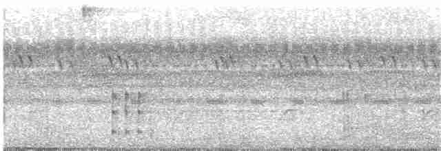 Chevêchette brune (tucumanum) - ML203985091
