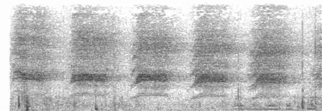 Pracht-Kragenparadiesvogel - ML203988111