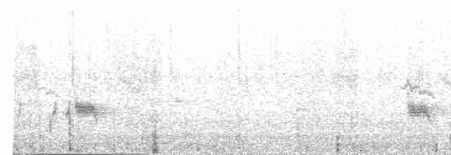  - Long-tailed Triller