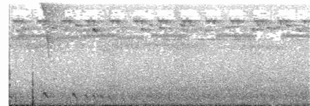Sulawesi Nightjar - ML203990121