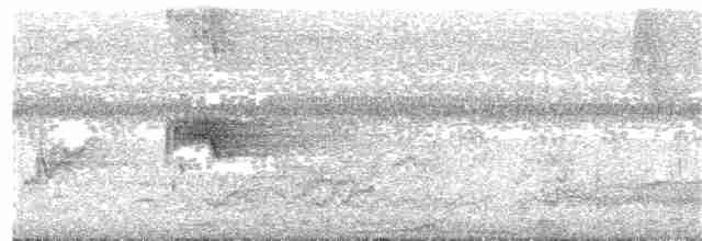 Saksağan Çiğdecisi (torquata) - ML203990141