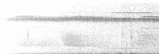 Graubauch-Ameisenschlüpfer - ML203991951