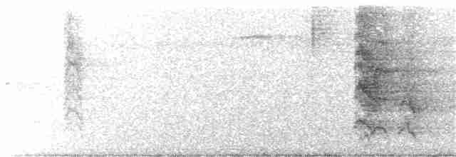 brunhetteparakitt (amazonum) - ML203992031