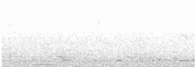 holub běloprsý - ML203992911