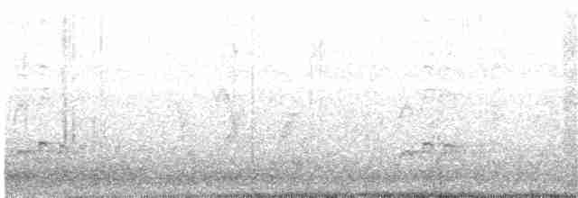 Орел-карлик австралійський - ML203993281