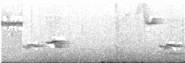 Тиранчик-довгохвіст жовточеревий - ML203993631