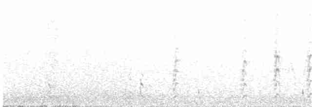 purpurstripehonningeter - ML203995081