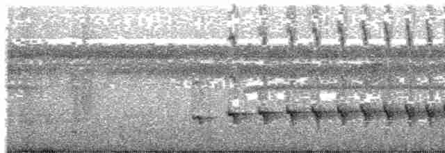 Weißkehl-Ameisenschlüpfer - ML203995941