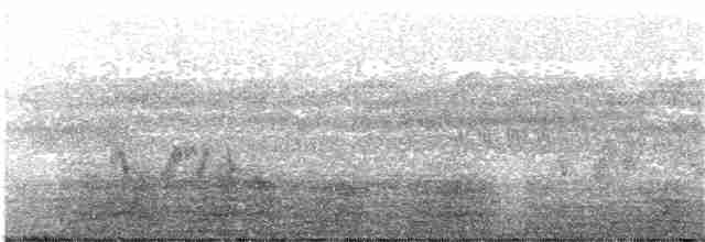 Black-tailed Crake - ML203995981