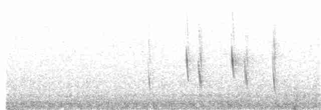 Зондский дронго (bimaensis) - ML203996901