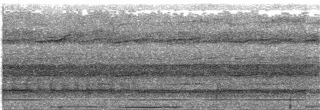 holub pásochvostý - ML203997281