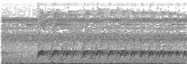 hvitskulderbrednebb (macrorhynchos gr.) - ML203998091