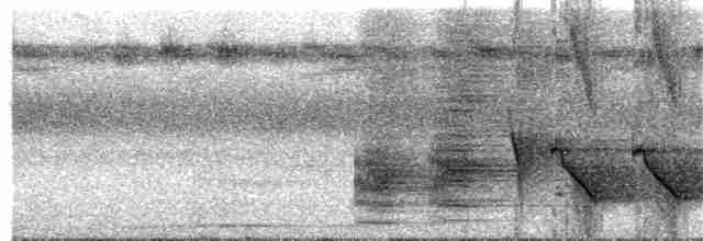 Glanzfleckdrongo (carbonarius) - ML203999131