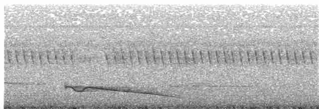 Great Eared-Nightjar - ML203999901
