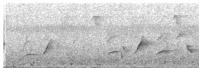  - Yellow-bellied Whistler