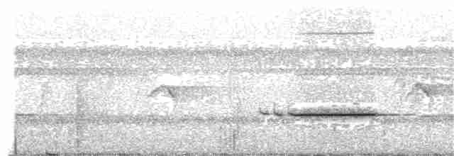 Striped Wren-Babbler - ML204000351