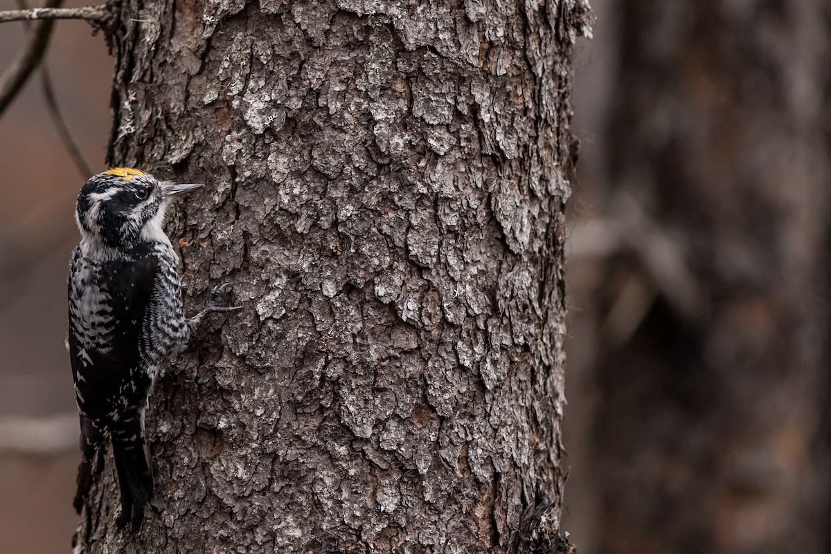 American Three-toed Woodpecker - Lucas DeCicco