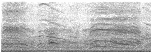 Mouette argentée (novaehollandiae/forsteri) - ML204010661