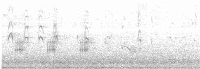 Gray Fantail (alisteri) - ML204012431