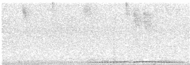 holub šedobřichý - ML204013471