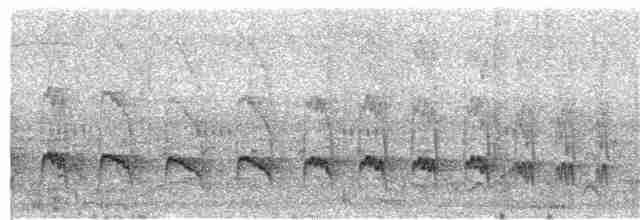 Weißflanken-Ameisenschlüpfer (luctuosa) - ML204016801