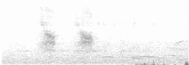 hvitnakkehonningeter - ML204017391