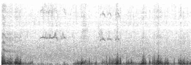 Common Tern (longipennis) - ML204018711
