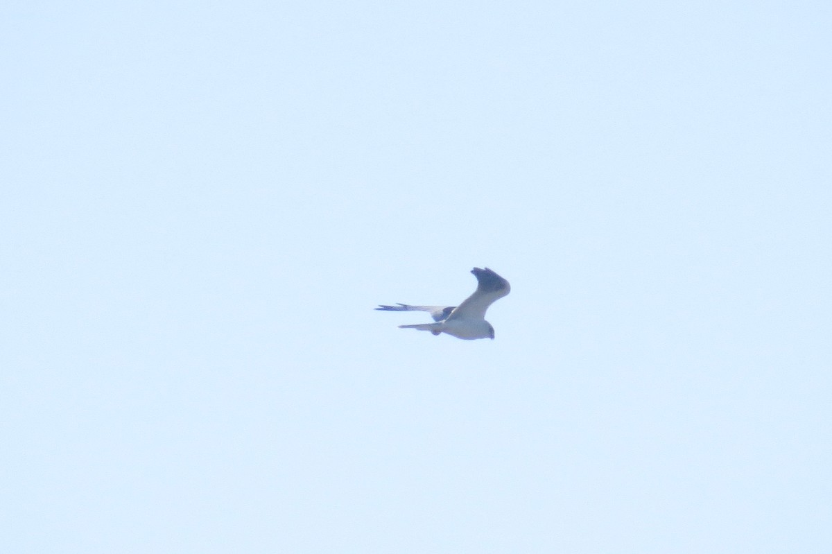 White-tailed Kite - Suzi Holt