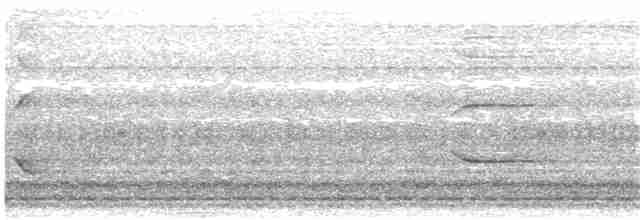 orientskjæreskvett (amoenus gr.) - ML204020991