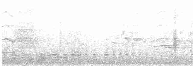 kormorán velký (ssp. novaehollandiae) - ML204021091
